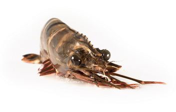 Black tiger shrimp head on shell on