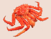 Southern king crab